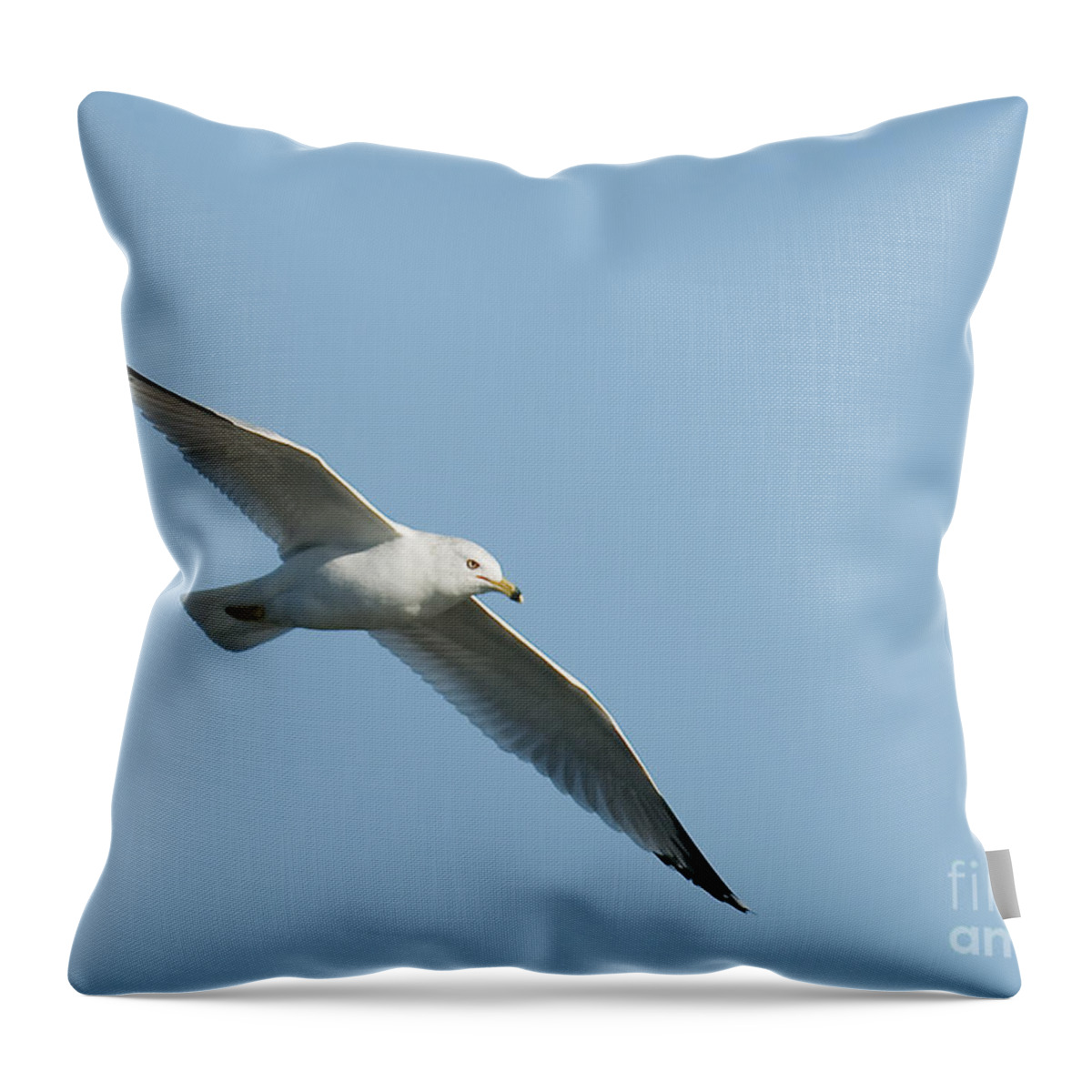 Ring Billed Gull Throw Pillow featuring the photograph Ring Billed Gull by Bon and Jim Fillpot
