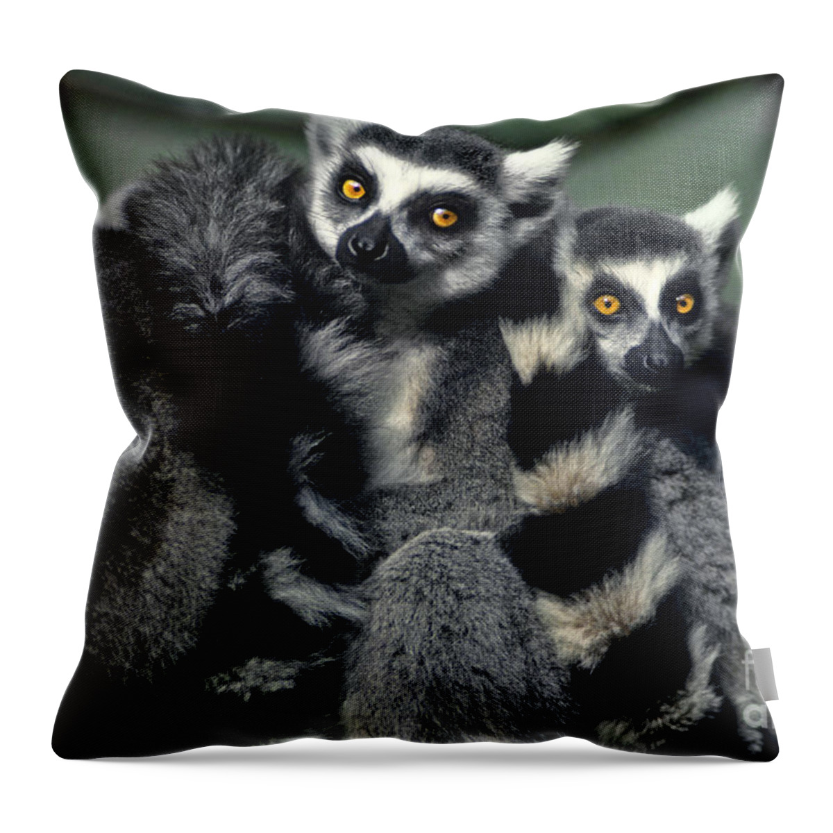 Africa Throw Pillow featuring the photograph Ringtailed Lemurs Portrait Endangered Wildlife by Dave Welling