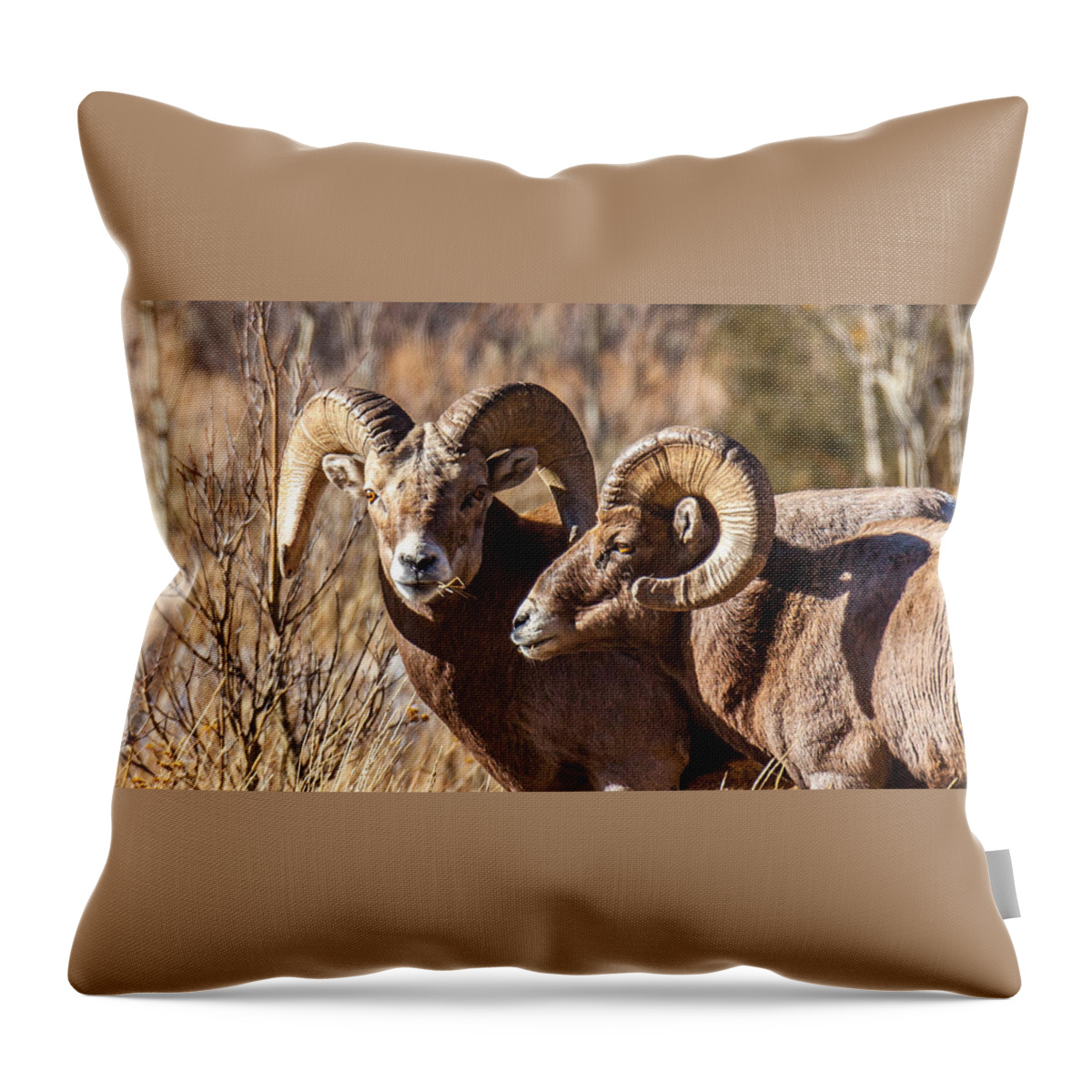 Big Horn Sheep Throw Pillow featuring the photograph Rivals by Kevin Dietrich