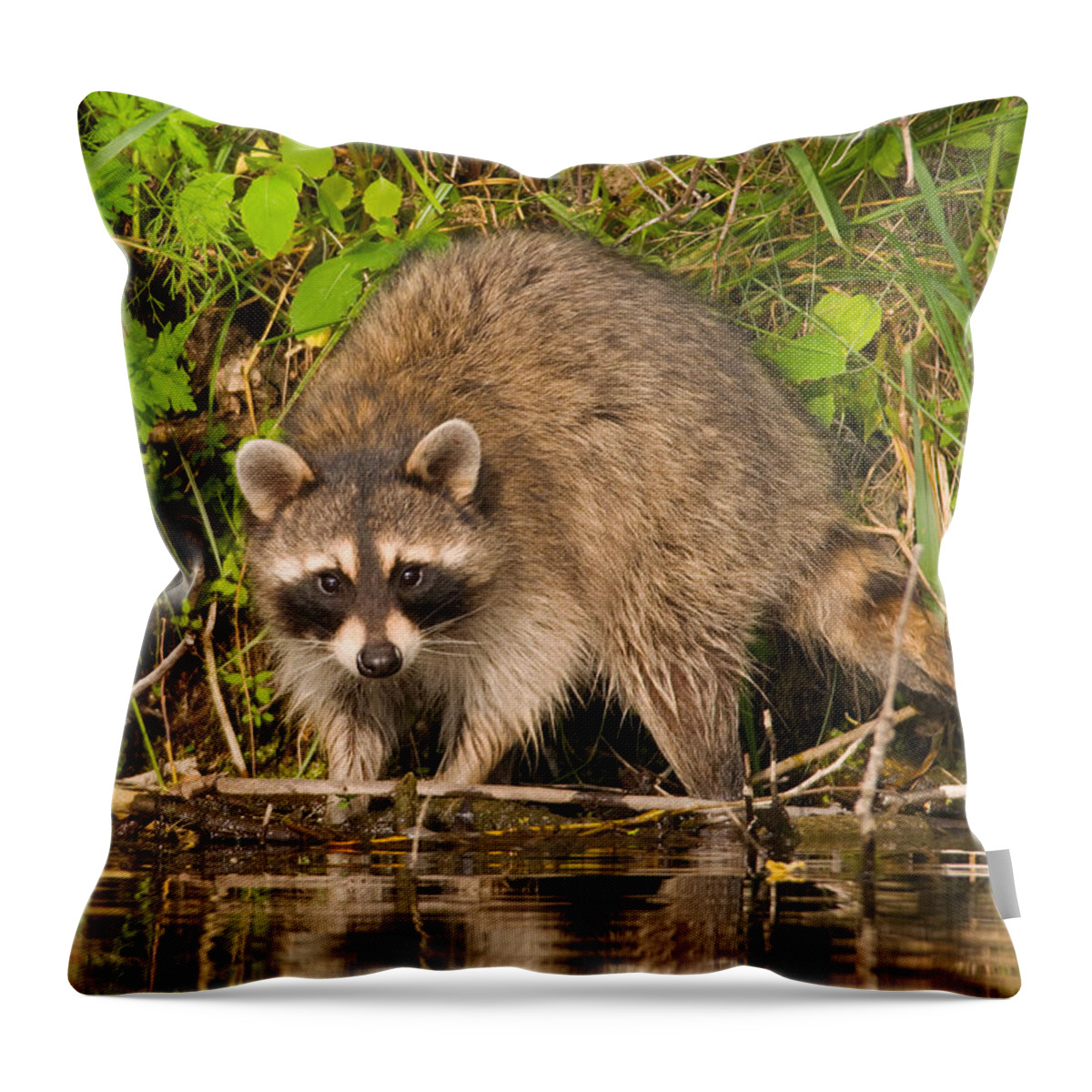 Mammal Throw Pillow featuring the photograph Riverbank Raccoon by Gerald DeBoer