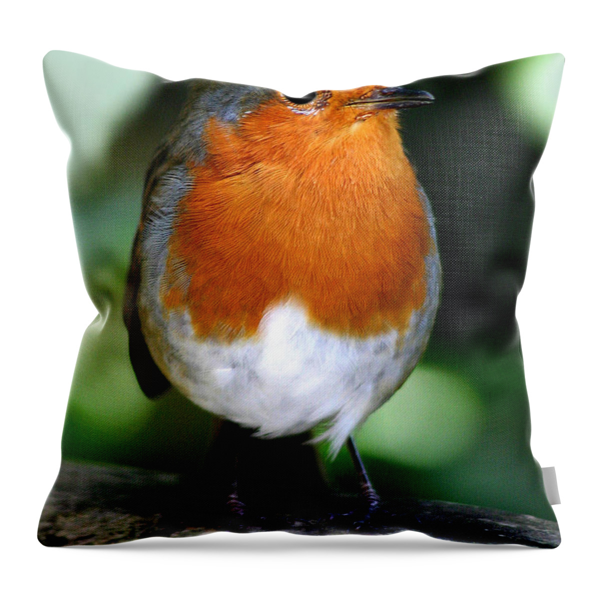  Robin Throw Pillow featuring the photograph Robin by John Topman