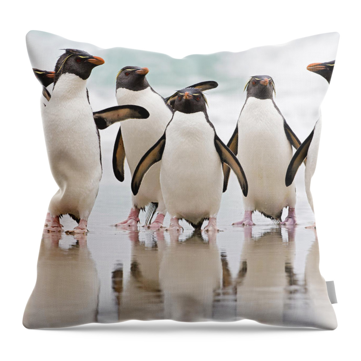 533777 Throw Pillow featuring the photograph Rockhopper Penguin Emerging by Heike Odermatt