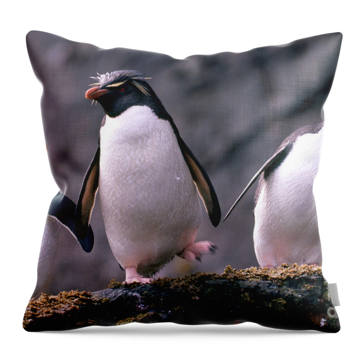 Fauna Throw Pillow featuring the photograph Rockhopper Penguins by Art Wolfe