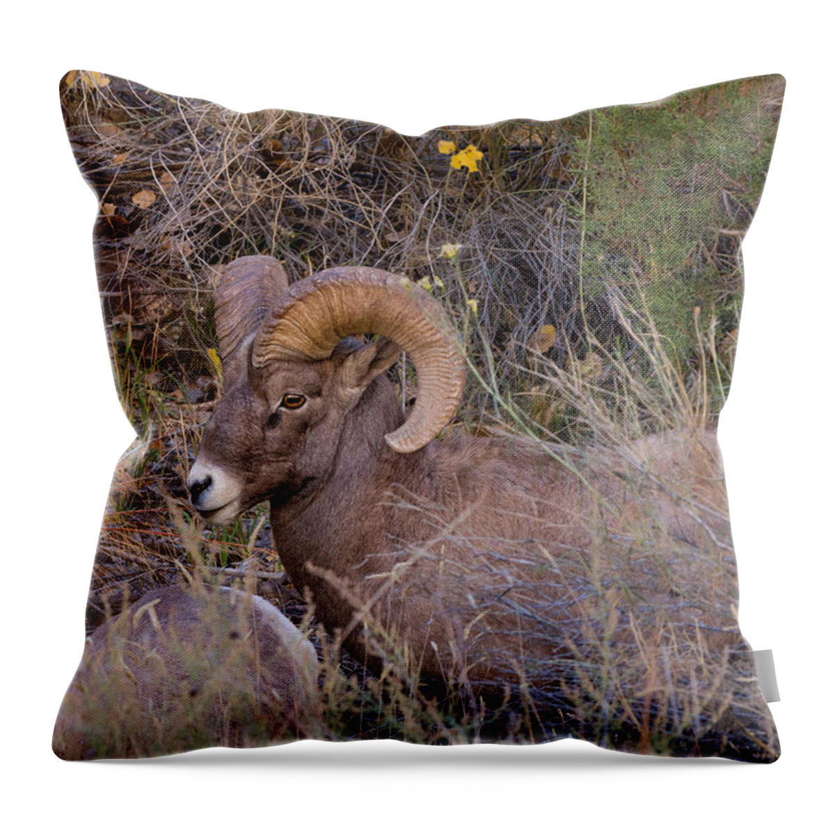 Bighorn Throw Pillow featuring the photograph Rocky Mountain Bighorn Ram by Kathleen Bishop