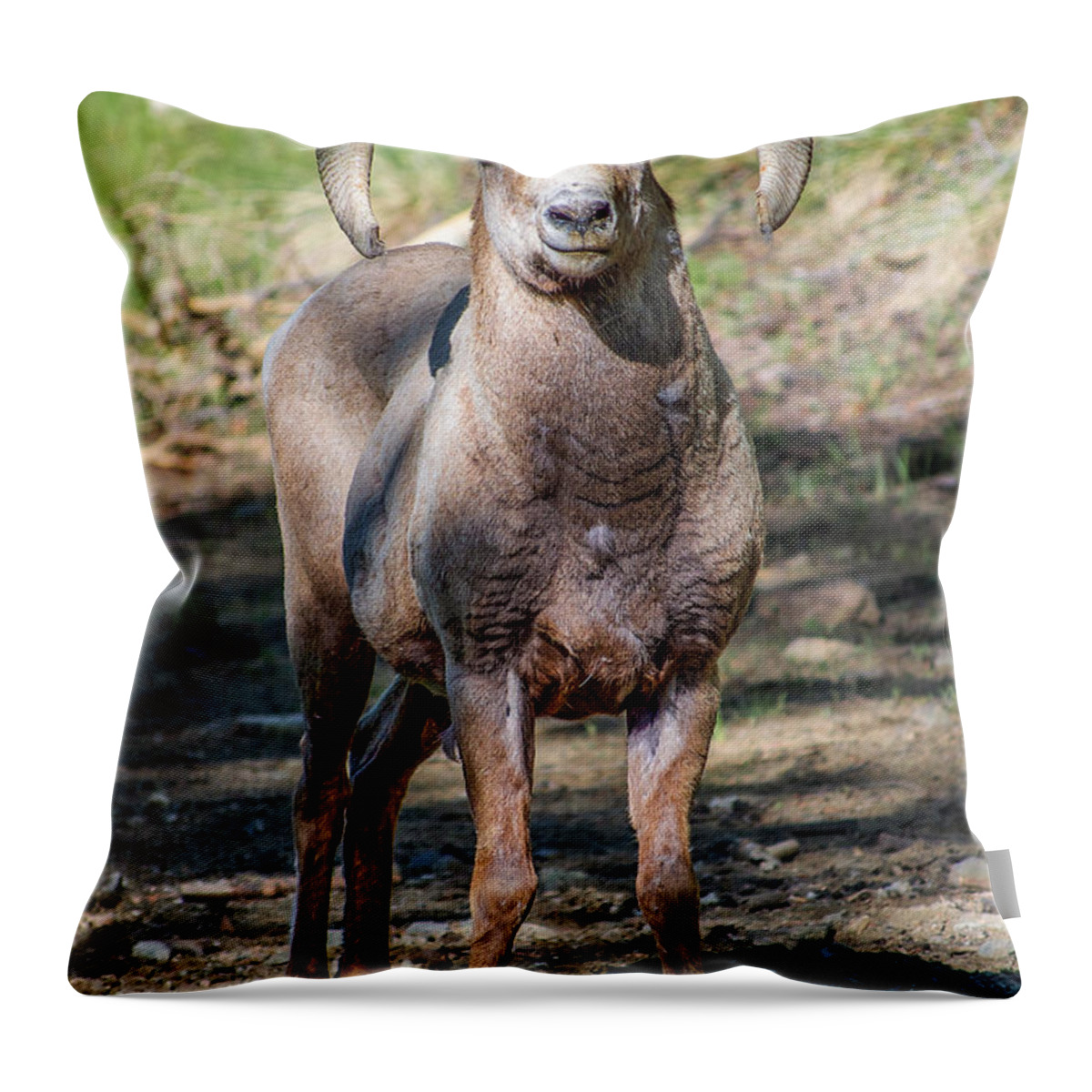 Bighorn Throw Pillow featuring the photograph Rocky Mountain Bighorn Sheep by Aaron Spong