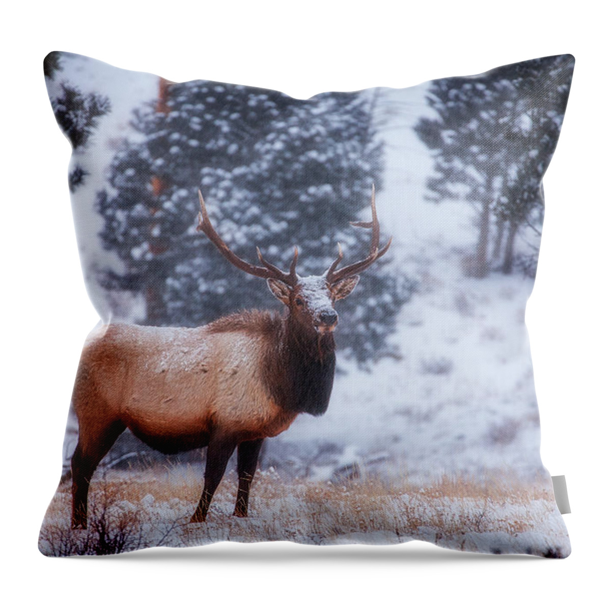 Snow Throw Pillow featuring the photograph Rocky Mountain Elk by Darren White