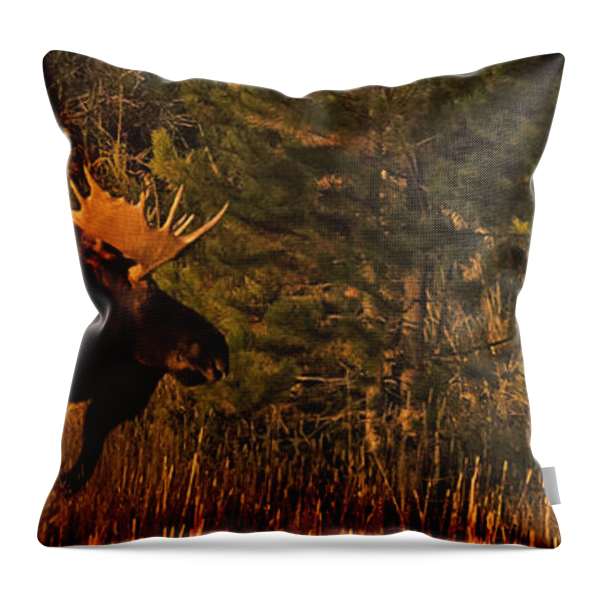 Rocky Mountain National Park Moose Throw Pillow featuring the photograph Rocky Mountain National Park Moose by Priscilla Burgers