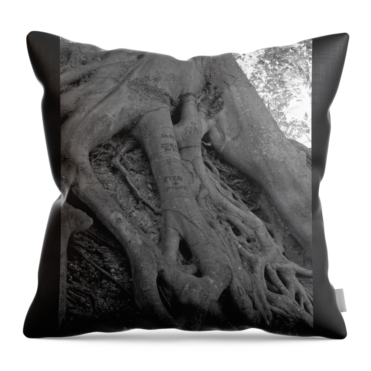Tree Throw Pillow featuring the photograph Roots II by Suzanne Gaff