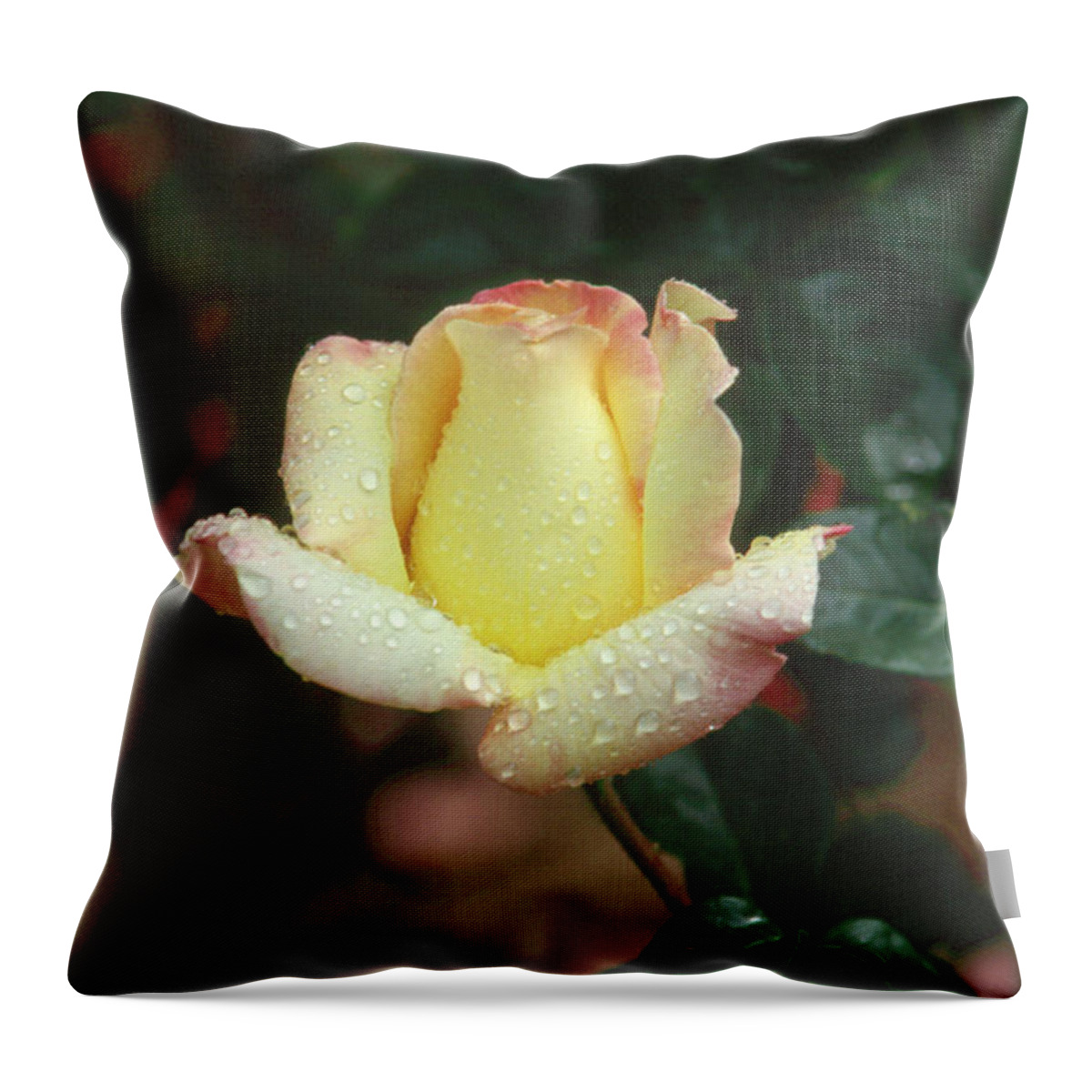 Flower Throw Pillow featuring the photograph Rose 3 by Andy Shomock