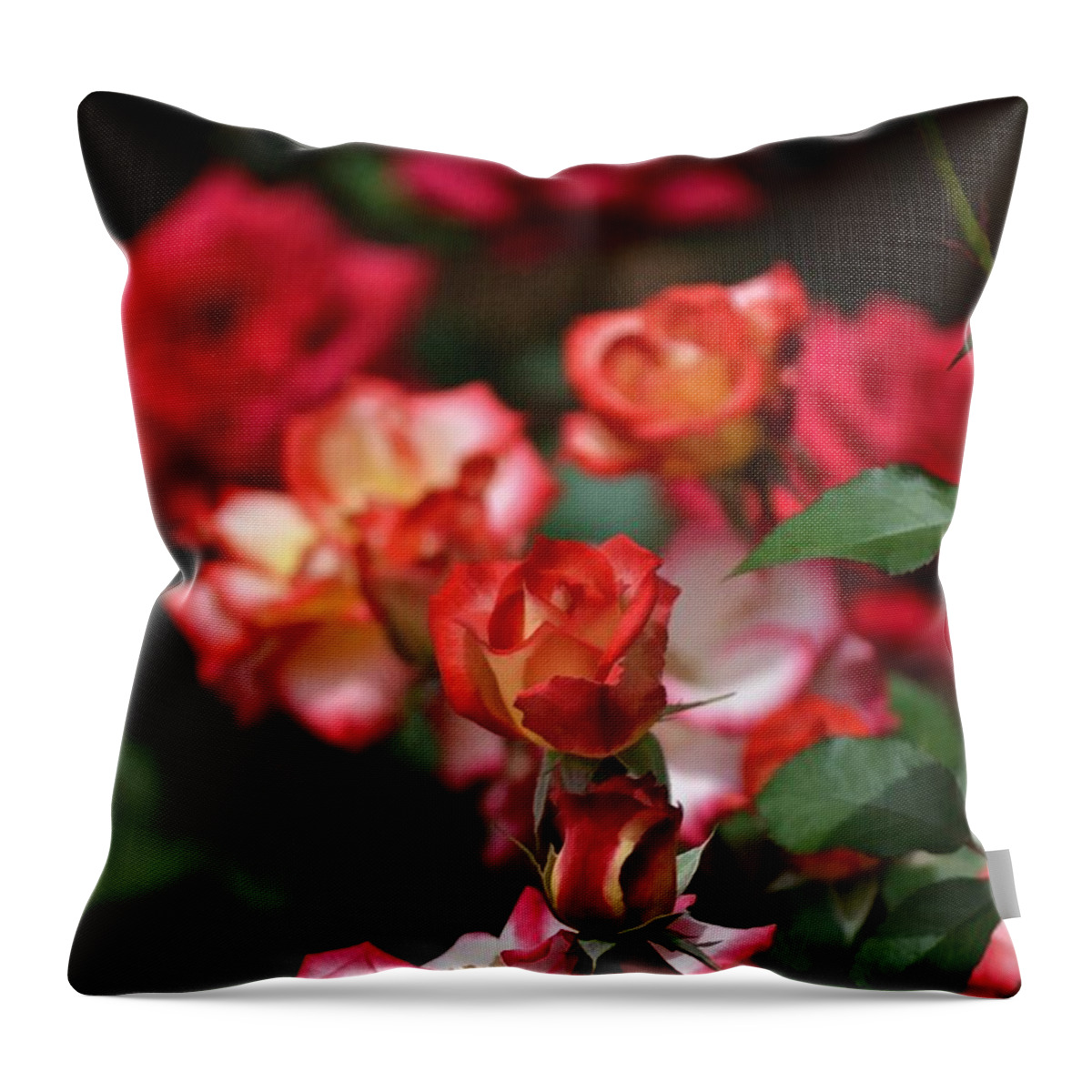 Floral Throw Pillow featuring the photograph Rose 309 by Pamela Cooper