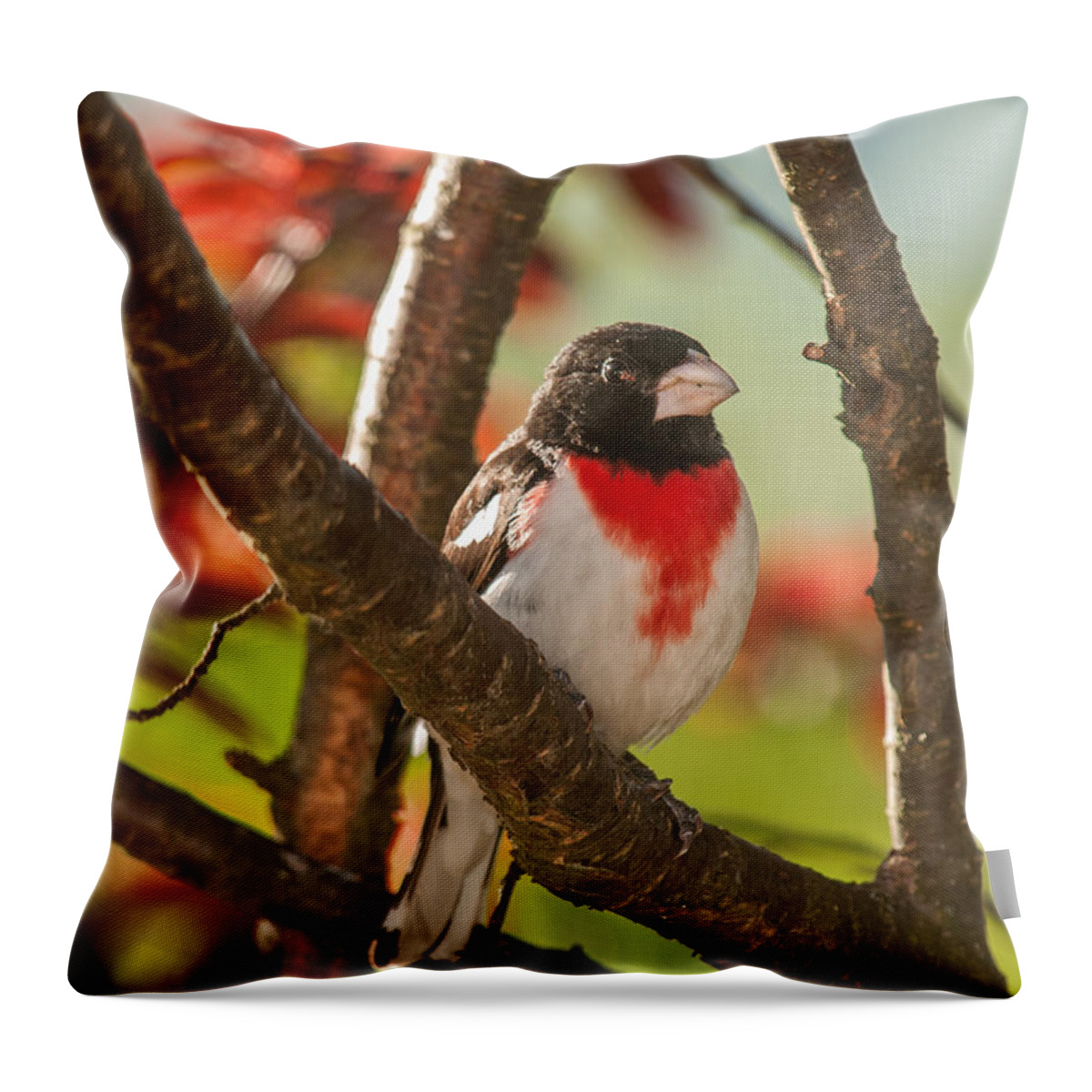 Beautiful Bird Throw Pillow featuring the photograph Rose-Breasted Grosbeak 3 by Lara Ellis