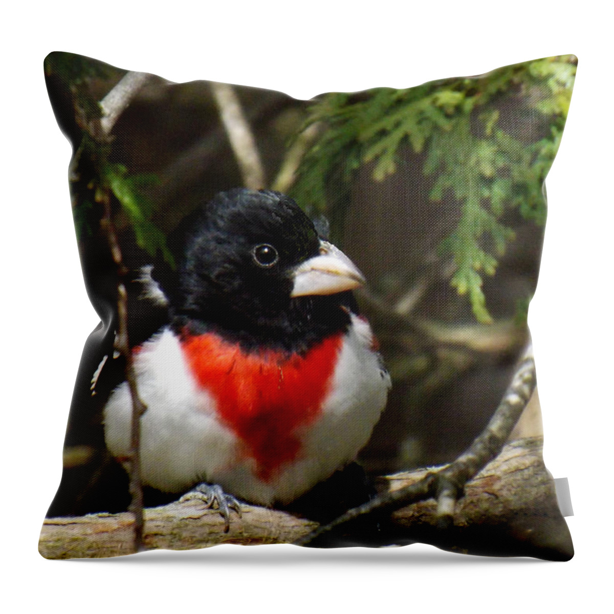 Bird Throw Pillow featuring the photograph Rose Breasted Grosbeak perched by Brenda Brown