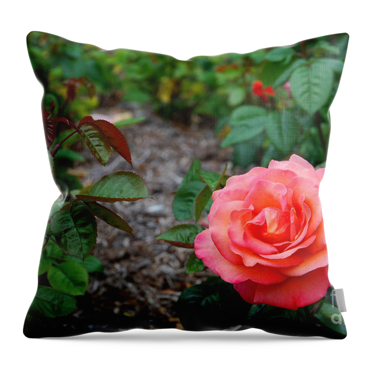 Rose Throw Pillow featuring the photograph Rose Garden by Richard Gibb