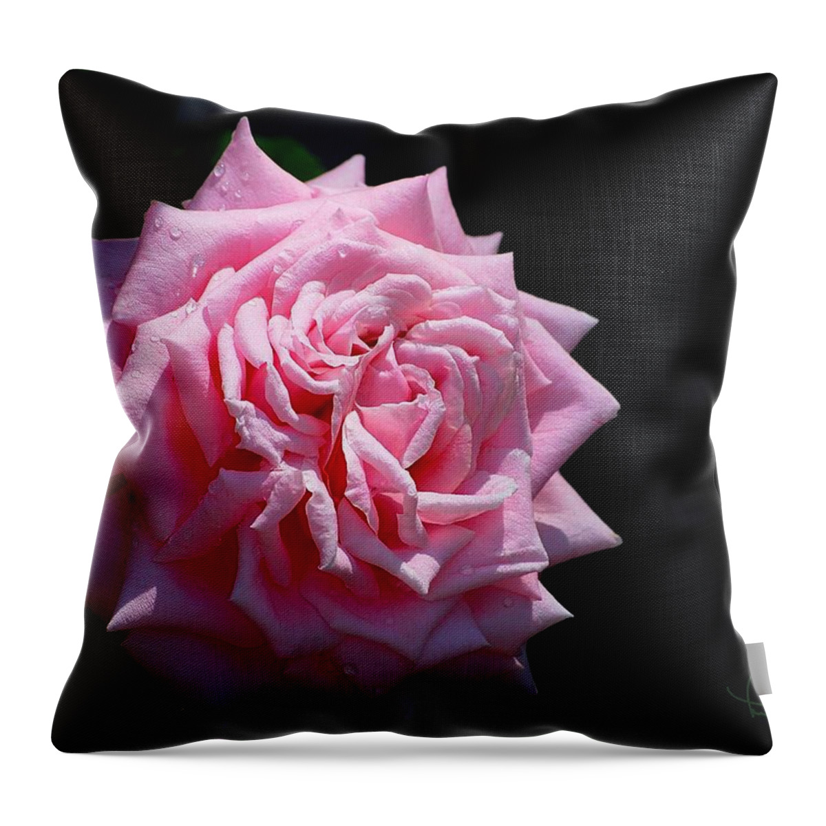 Flower Throw Pillow featuring the photograph Rose by Ludwig Keck