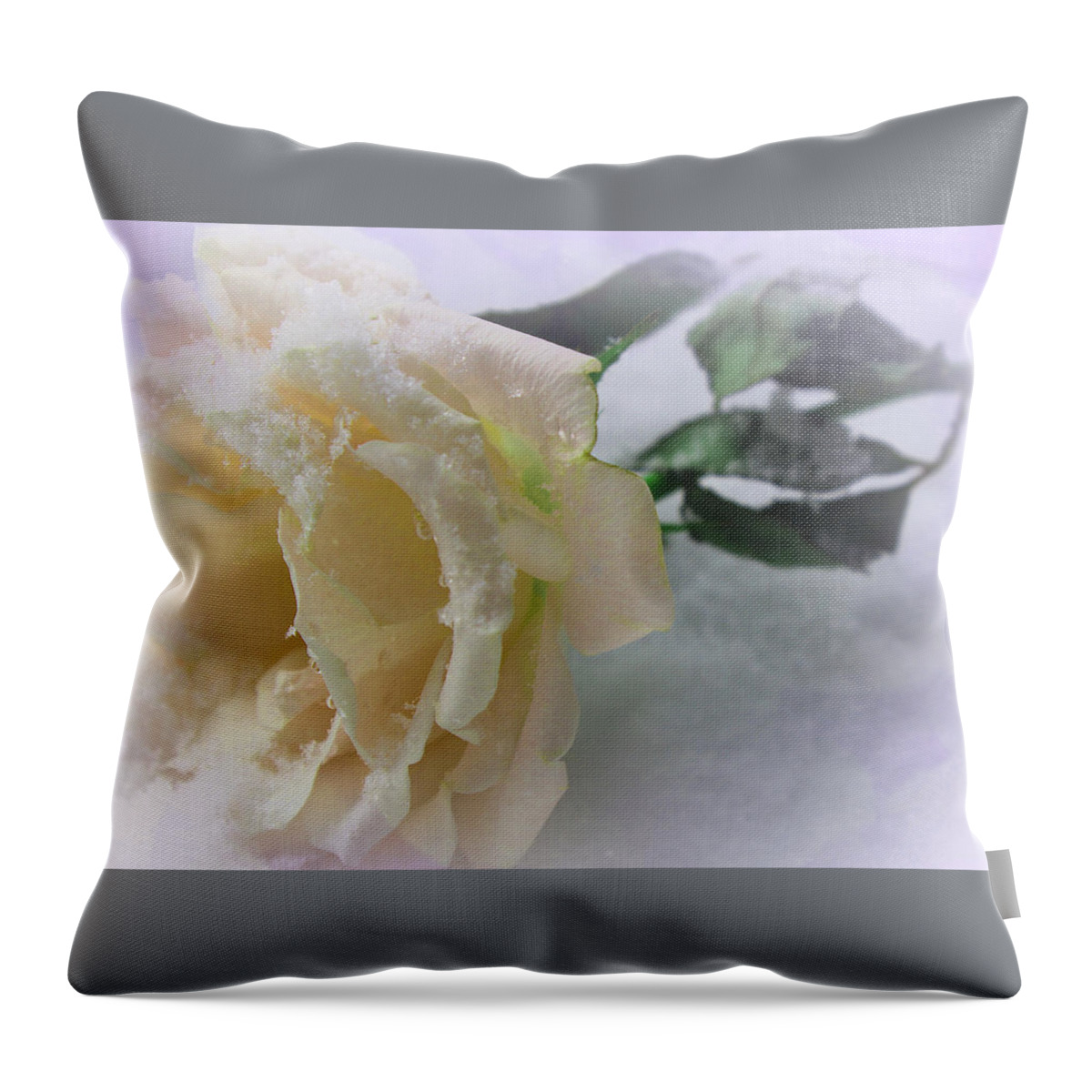 Roses Throw Pillow featuring the photograph Rose of Winter by The Art Of Marilyn Ridoutt-Greene