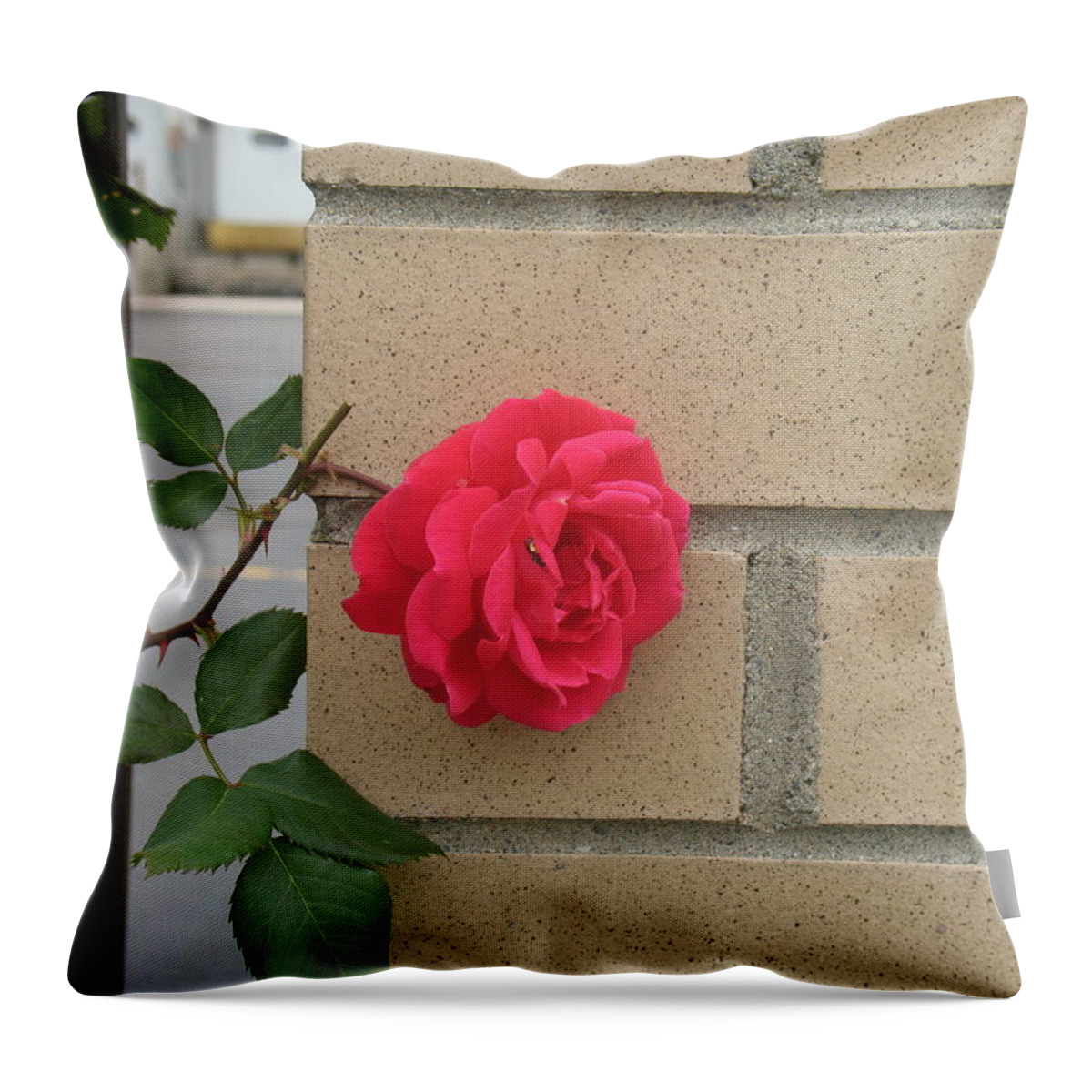 Flower Throw Pillow featuring the photograph Rose on The Wall by Alan Chandler