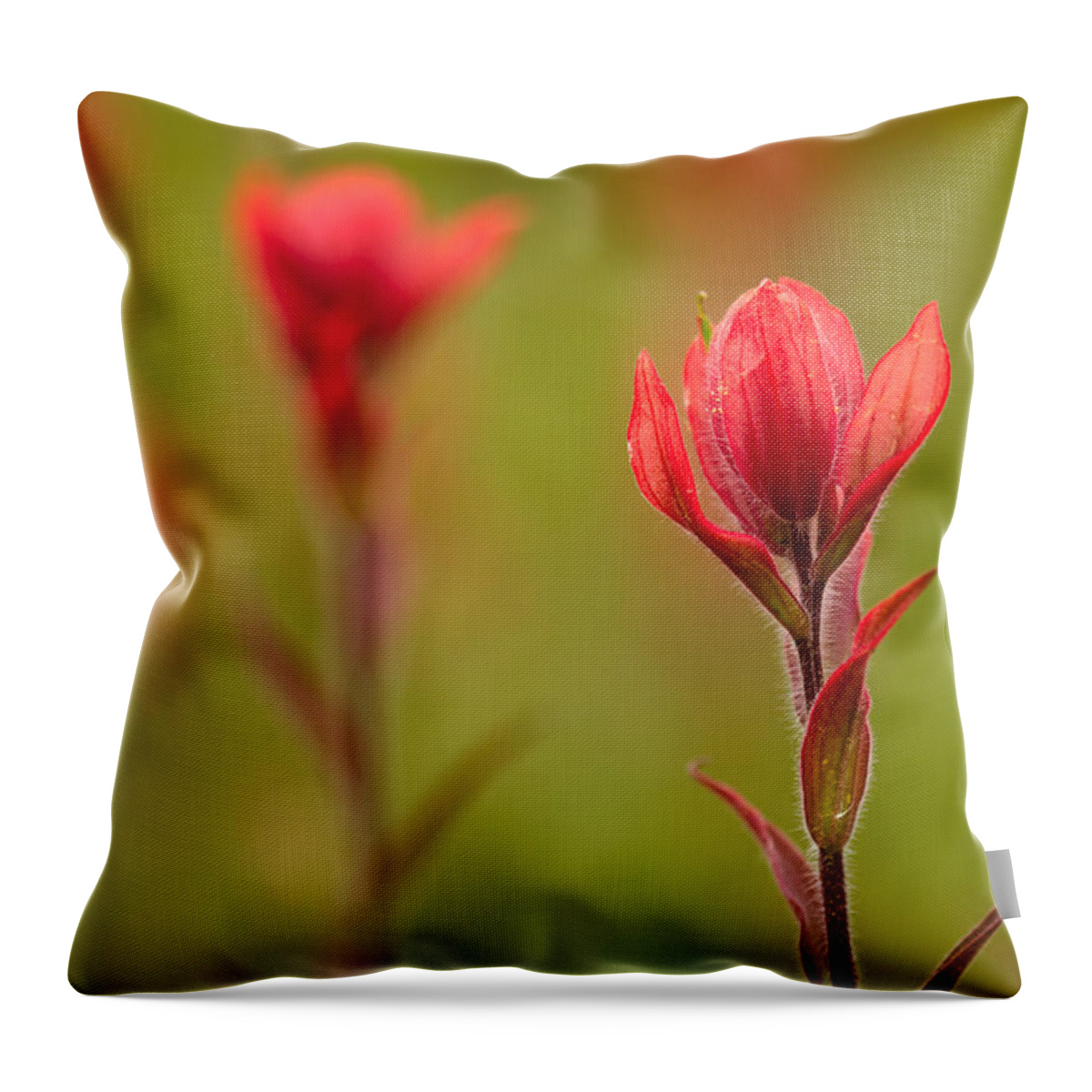 Castilleja Rhexifolia Throw Pillow featuring the photograph Rosy Indian Paintbrush by Teri Virbickis