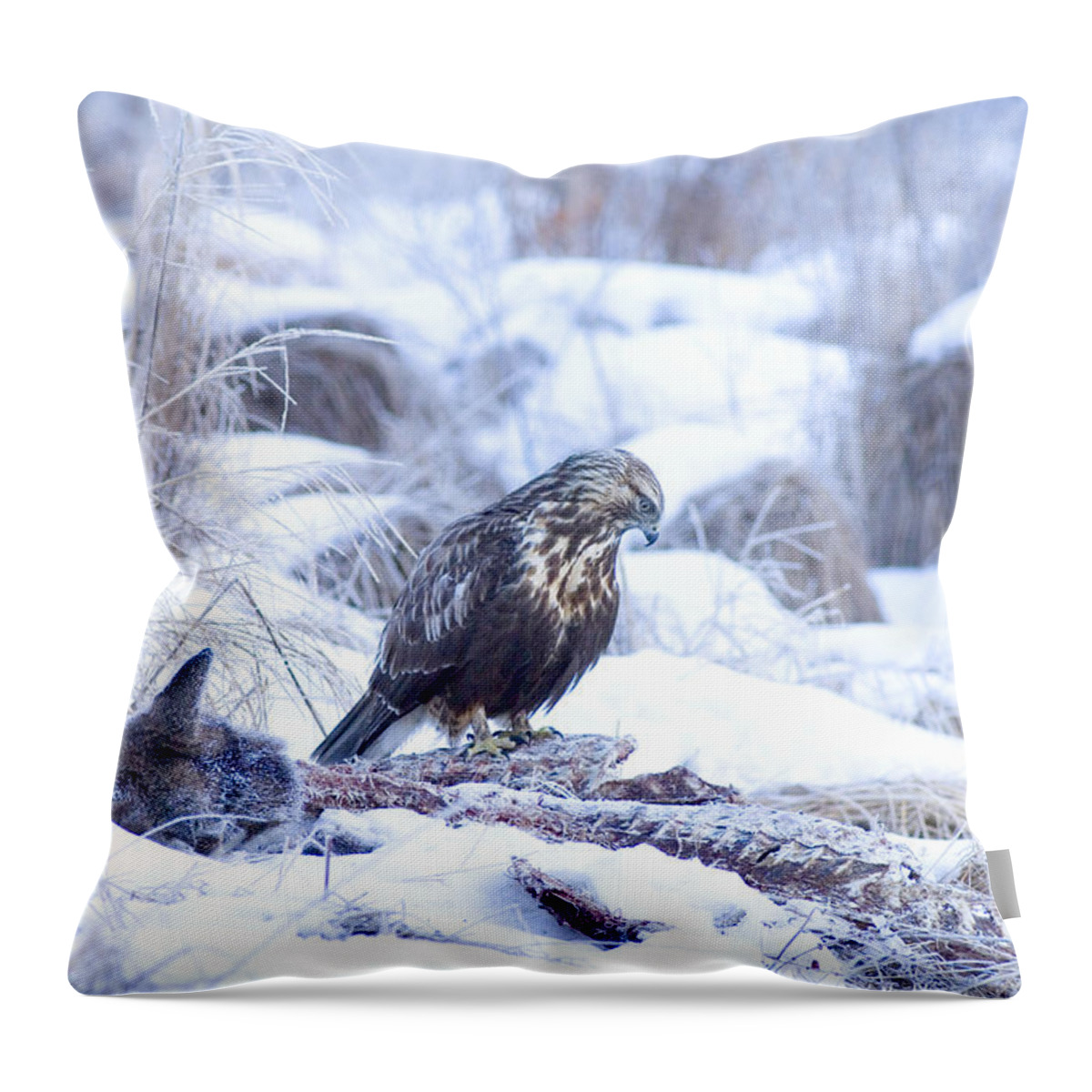 Fauna Throw Pillow featuring the photograph Rough Legged Hawk On Deer Carcass by Gregory K Scott