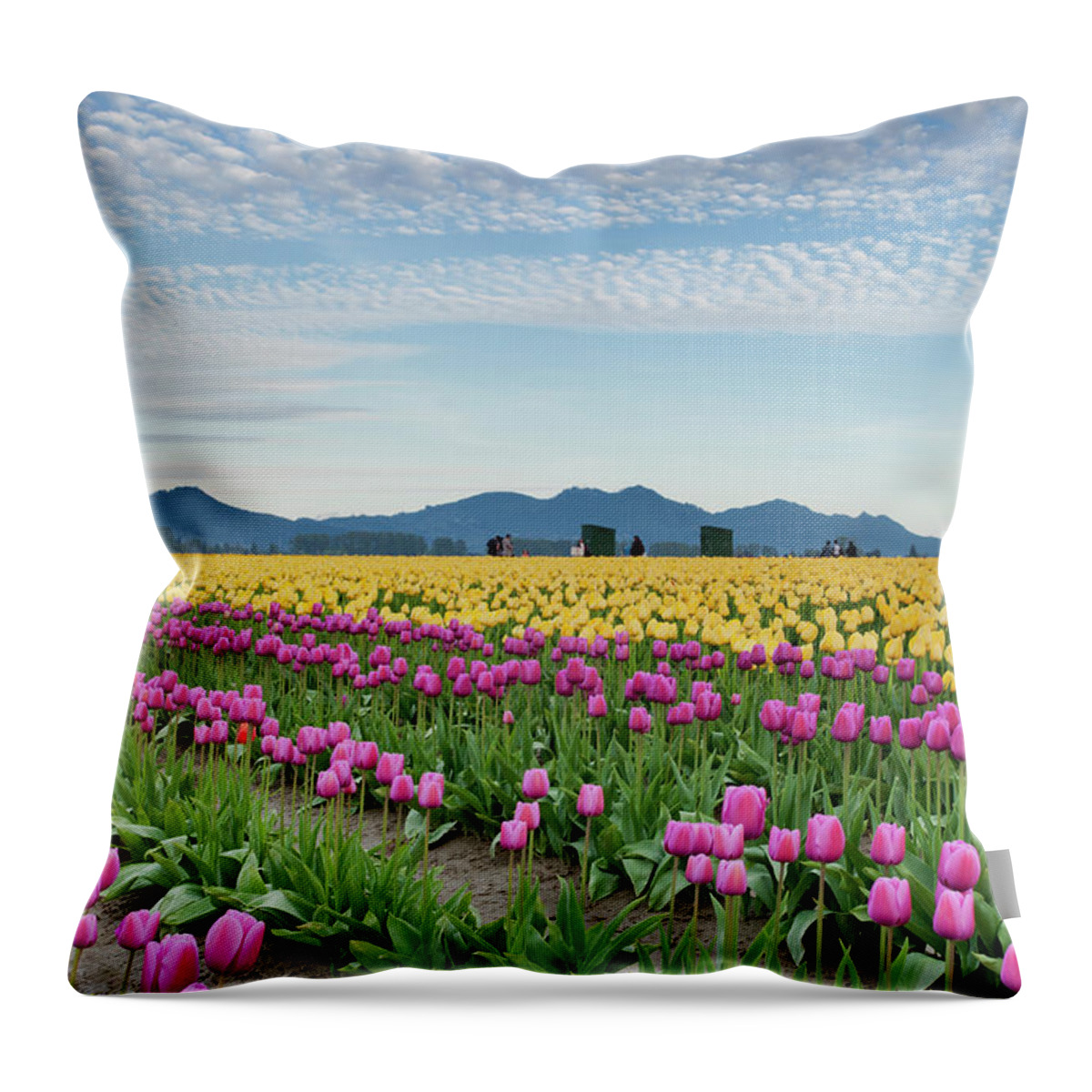 Scenics Throw Pillow featuring the photograph Rows Of Pink And Yellow Tulips At Farm by John & Lisa Merrill
