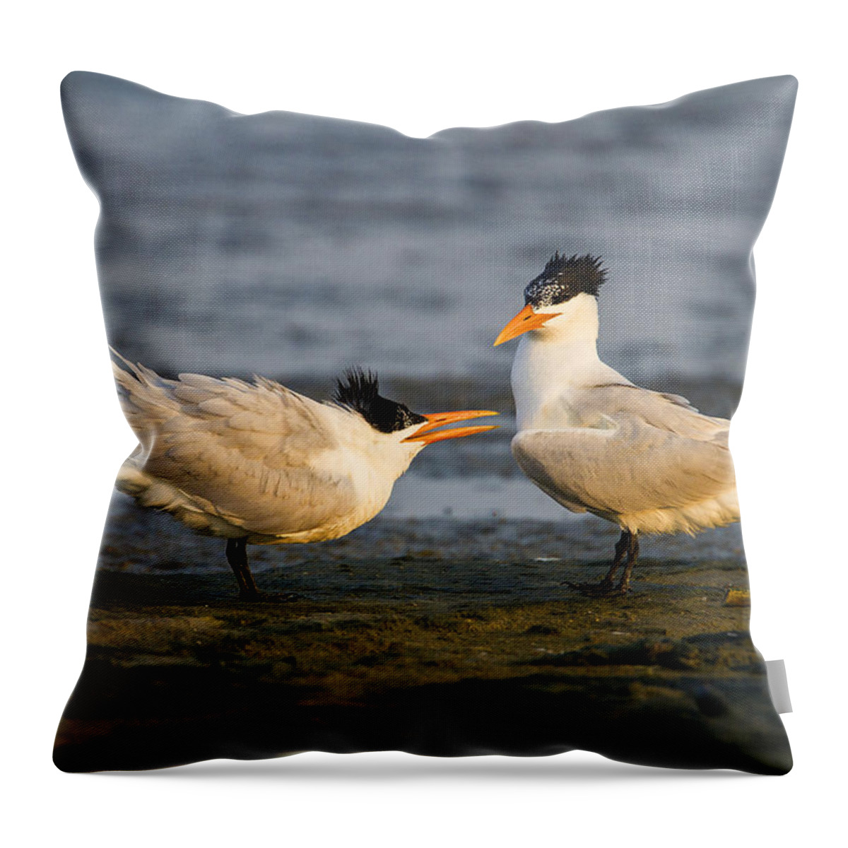 Doug Lloyd Throw Pillow featuring the photograph Royal Terns by Doug Lloyd