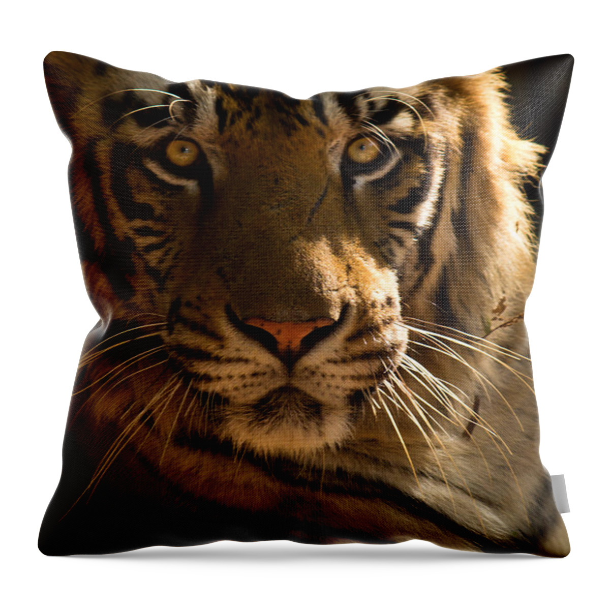 Tiger Throw Pillow featuring the photograph Royalty by SAURAVphoto Online Store