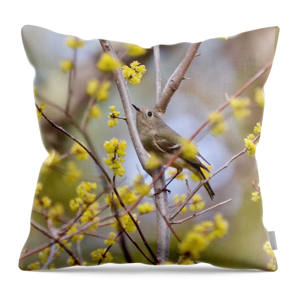 Ruby-crowned Kinglet Throw Pillow featuring the photograph Ruby-crowned Kinglet by Kerri Farley