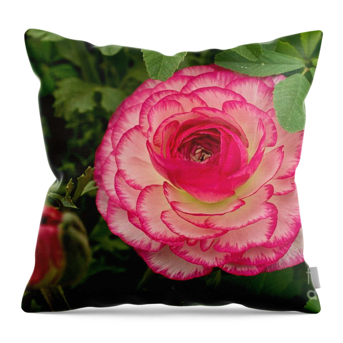 Pink Throw Pillow featuring the photograph Ruffles by Peggy Hughes