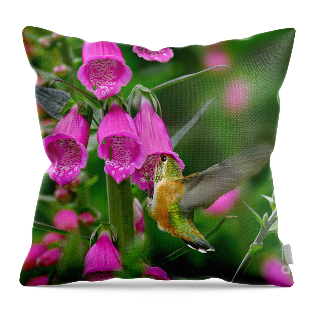 Animal Throw Pillow featuring the photograph Rufous Hummingbird #1 by Thomas and Pat Leeson