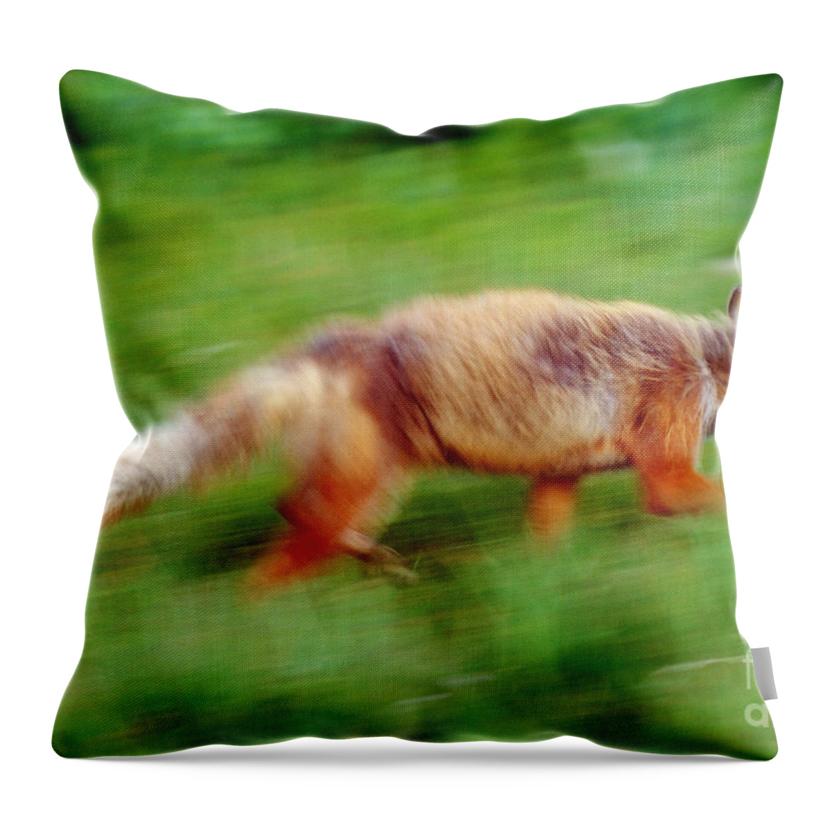 Red Fox Throw Pillow featuring the photograph Running Red Fox by Art Wolfe