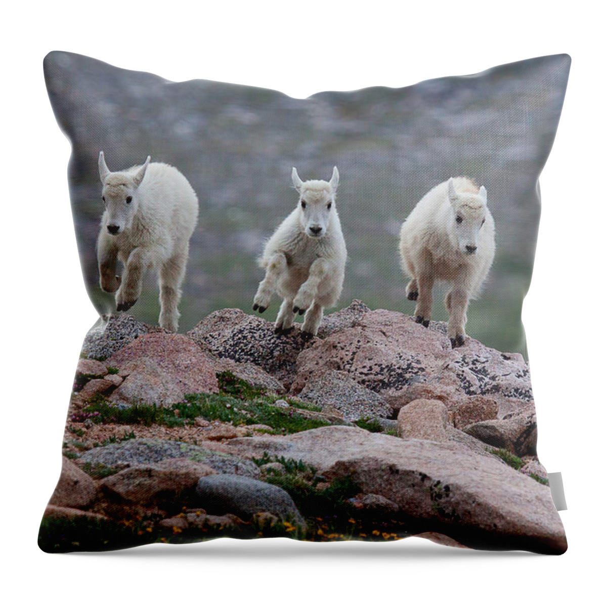 Mountain Goats; Posing; Group Photo; Baby Goat; Nature; Colorado; Crowd; Baby Goat; Mountain Goat Baby; Happy; Joy; Nature; Brothers Throw Pillow featuring the photograph Running Scared by Jim Garrison