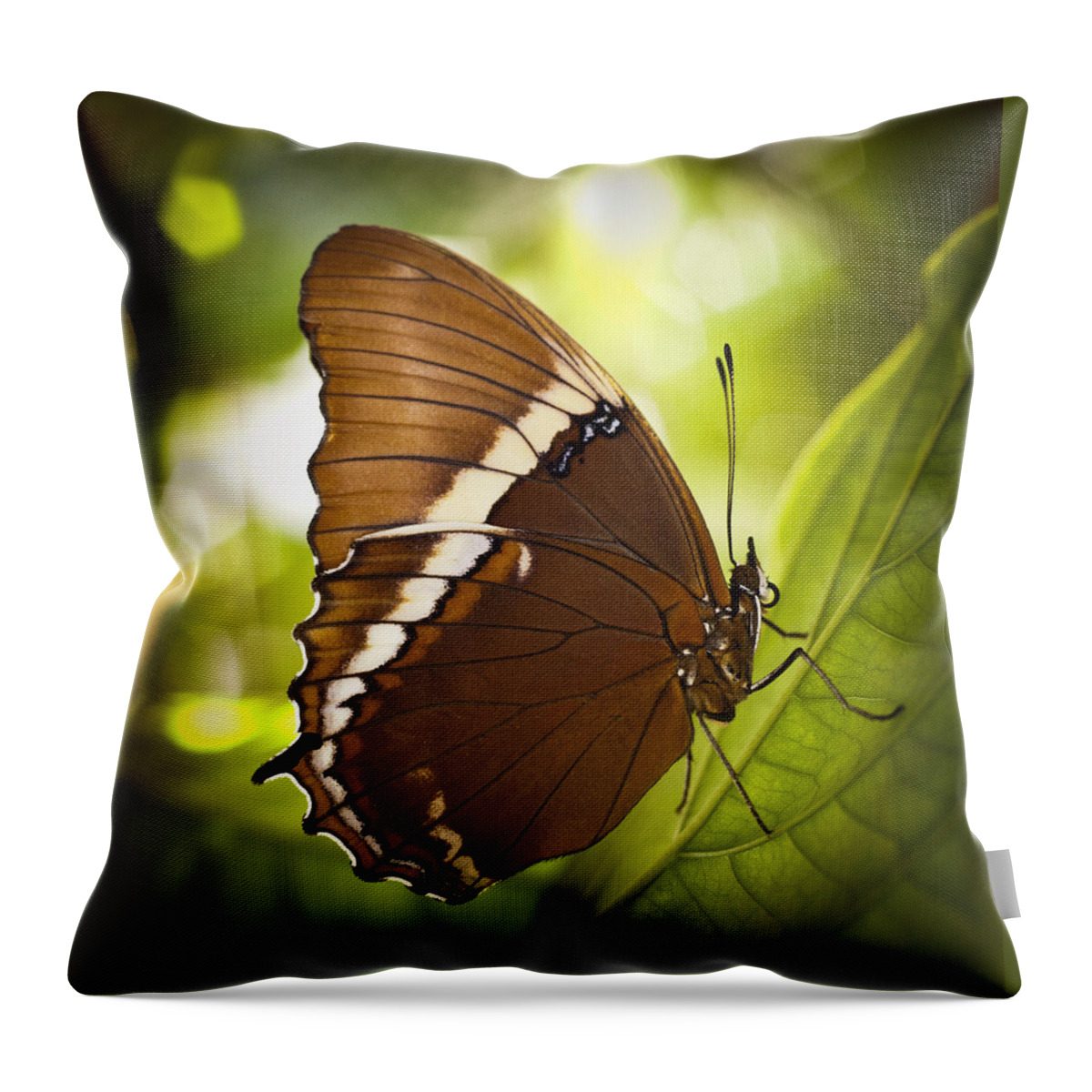 Florida Throw Pillow featuring the photograph Rusty Tip Butterfly by Bradley R Youngberg