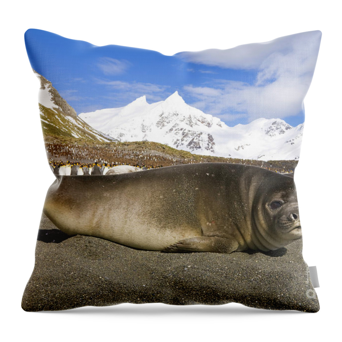00346000 Throw Pillow featuring the photograph Southern Elephant Seal Pup by Yva Momatiuk John Eastcott