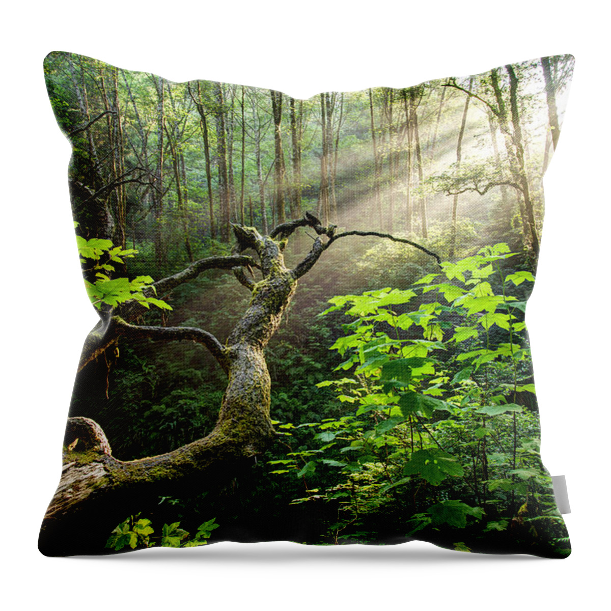 California Throw Pillow featuring the photograph Sacred Grove by Dustin LeFevre