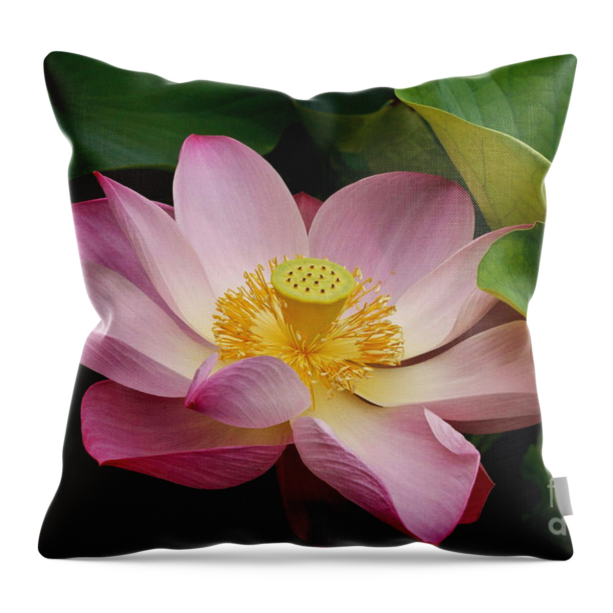 Sacred Light Pink Lotus Throw Pillow featuring the photograph Sacred Lotus by Byron Varvarigos