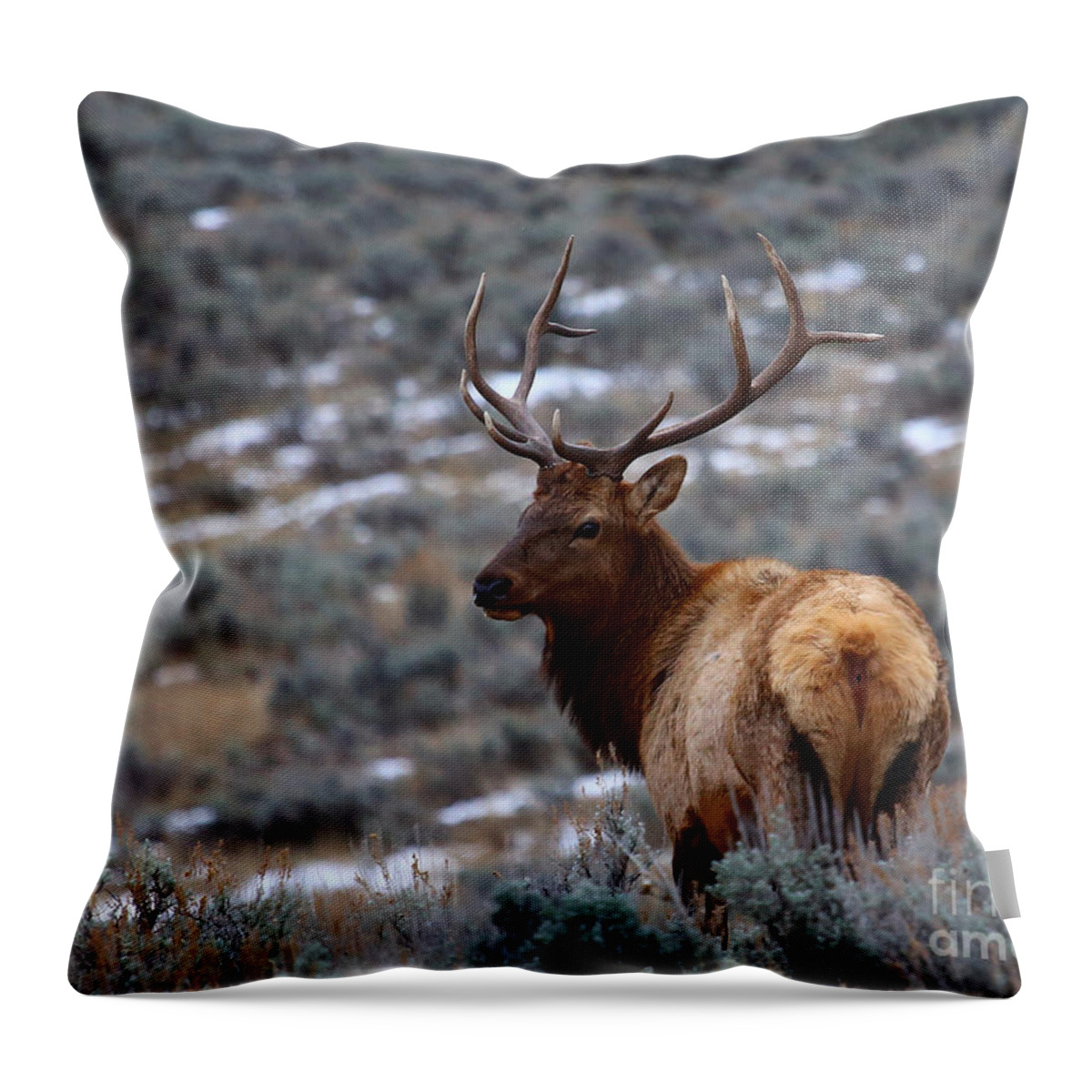 Elk Throw Pillow featuring the photograph Sage Elk by Marty Fancy