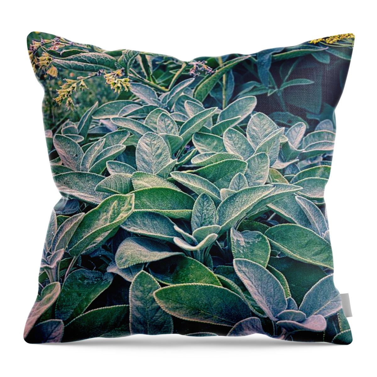 Sage Leaf Throw Pillow featuring the photograph Sage in the Garden by Michelle Calkins