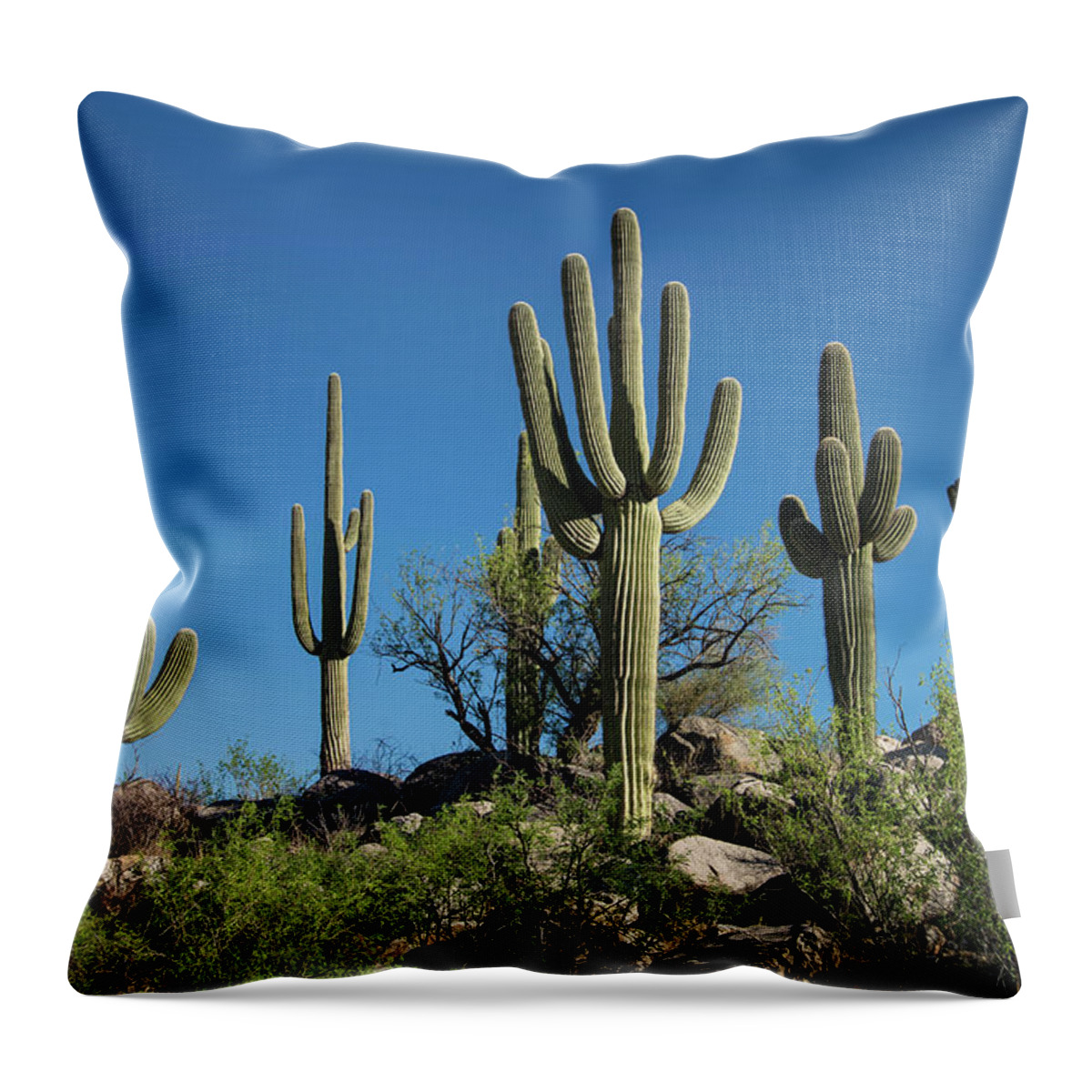 Tranquility Throw Pillow featuring the photograph Saguaro Cactus, Catalina State Park by Mark Newman