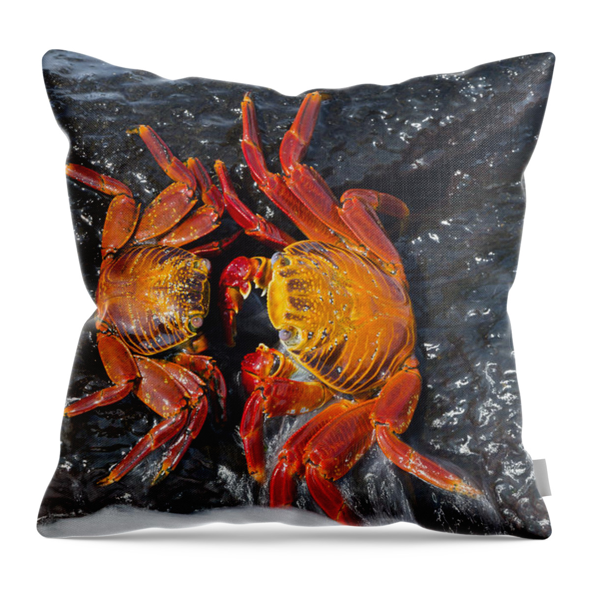 536812 Throw Pillow featuring the photograph Sally Lightfoot Crabs Galapagos Islands by Tui De Roy