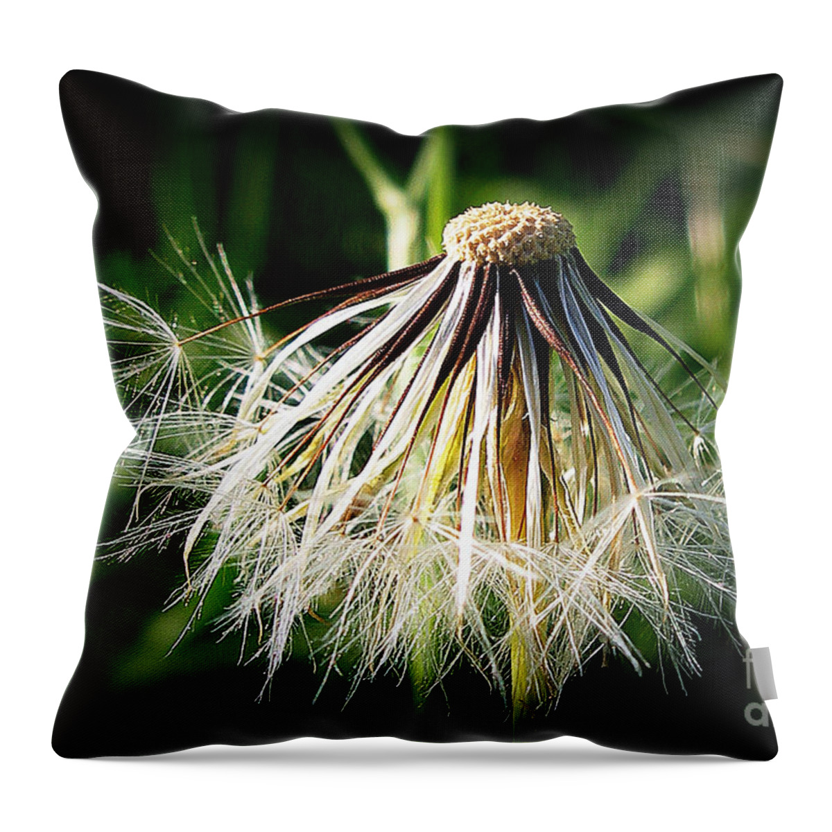Composite Throw Pillow featuring the photograph Salsify by Judi Bagwell