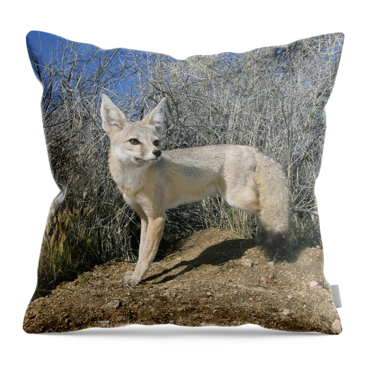 Feb0514 Throw Pillow featuring the photograph San Joaquin Kit Fox Carrizo Plain by Kevin Schafer