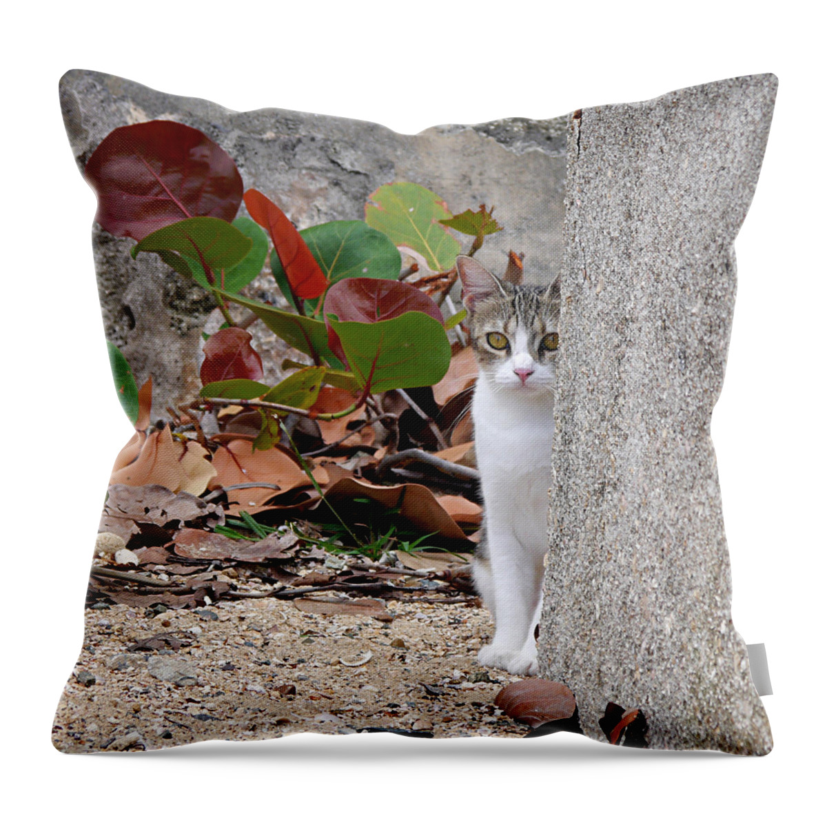 Ichard Reeve Throw Pillow featuring the photograph San Juan - Colonial Cat by Richard Reeve