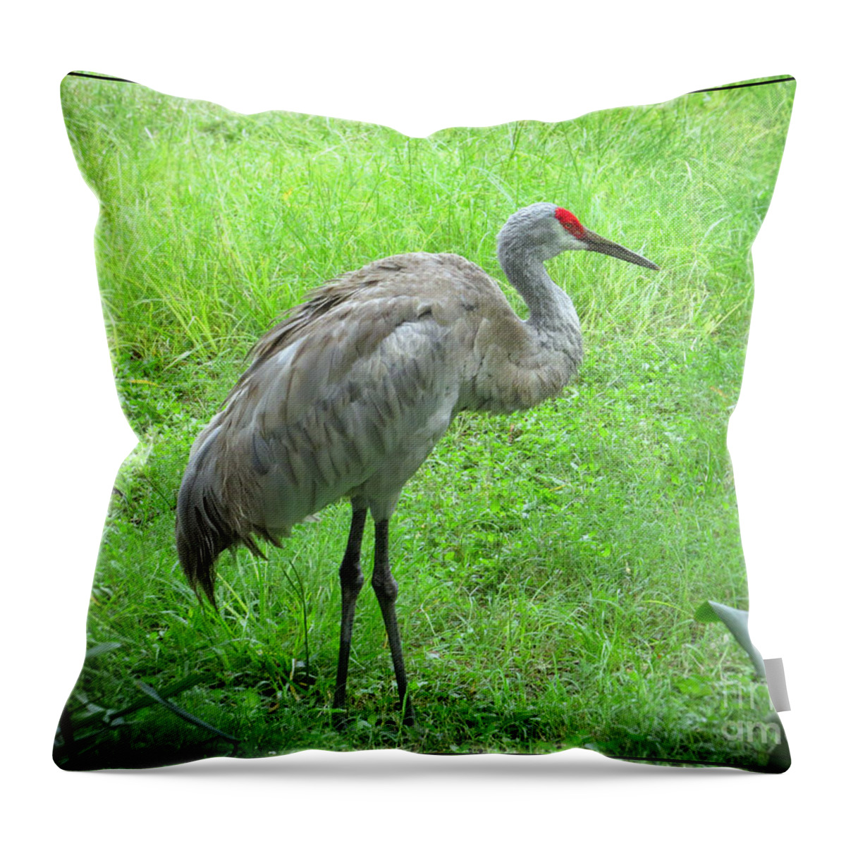 Sandhill Crane Throw Pillow featuring the photograph Sandhill Crane - Bird Photography by Ella Kaye Dickey