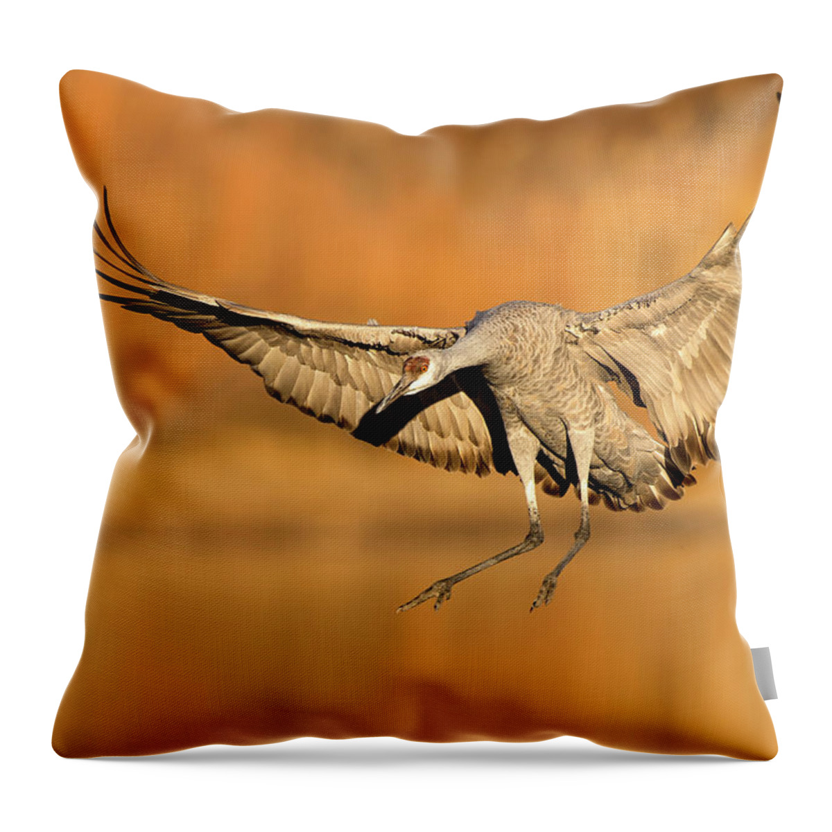 Animal Themes Throw Pillow featuring the photograph Sandhill Crane Landing by D Williams Photography