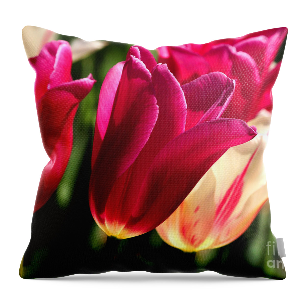 Nature Throw Pillow featuring the photograph Satin Tulips by Olivia Hardwicke