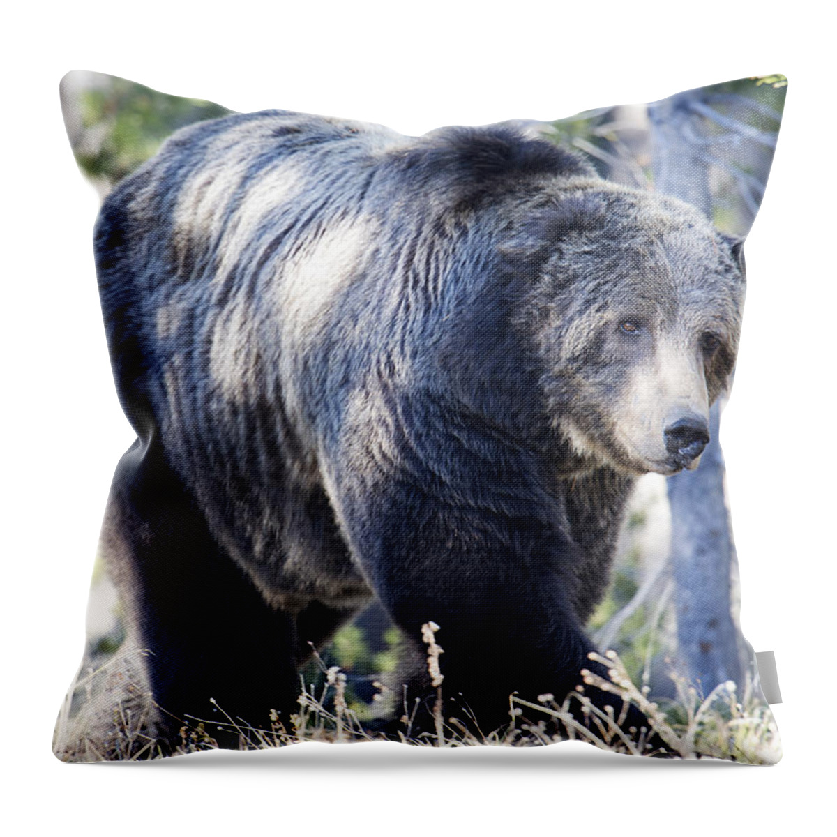 Grizzly Bear Throw Pillow featuring the photograph Scarface by Deby Dixon
