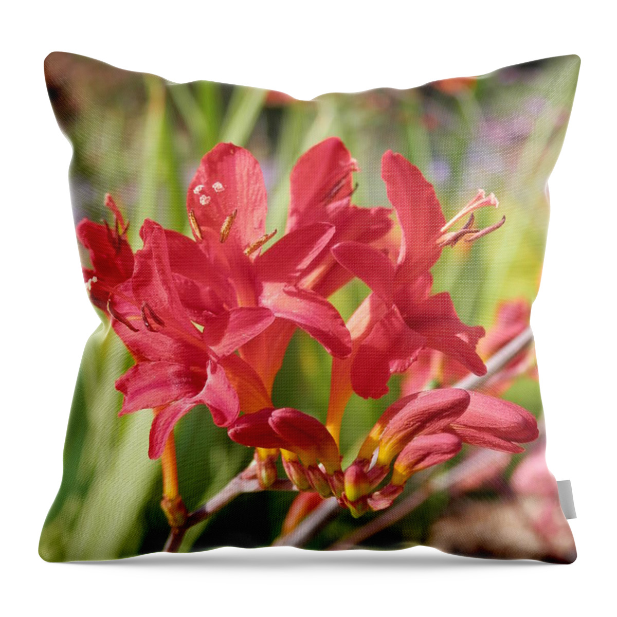 Red Flower Throw Pillow featuring the photograph Scarlet Beauty 1 by Pema Hou
