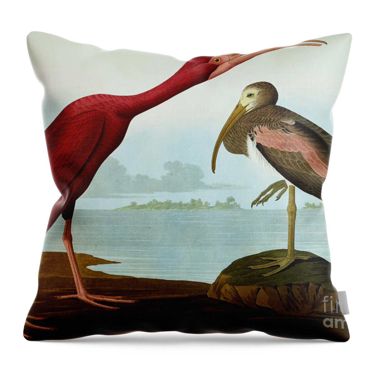 Scarlet Ibis Throw Pillow featuring the painting Scarlet Ibis by Audubon by John James Audubon