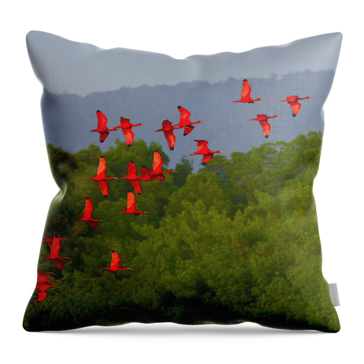 Scarlet Ibis Throw Pillow featuring the photograph Scarlet Ibis by Tony Beck