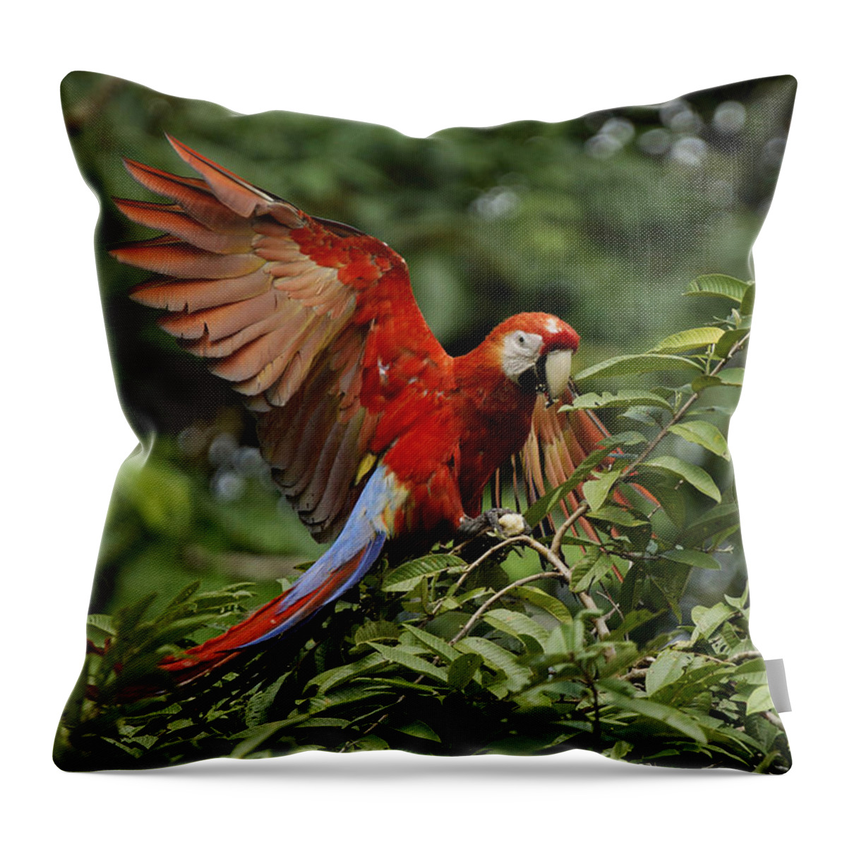Feb0514 Throw Pillow featuring the photograph Scarlet Macaw Costa Rica by Hiroya Minakuchi