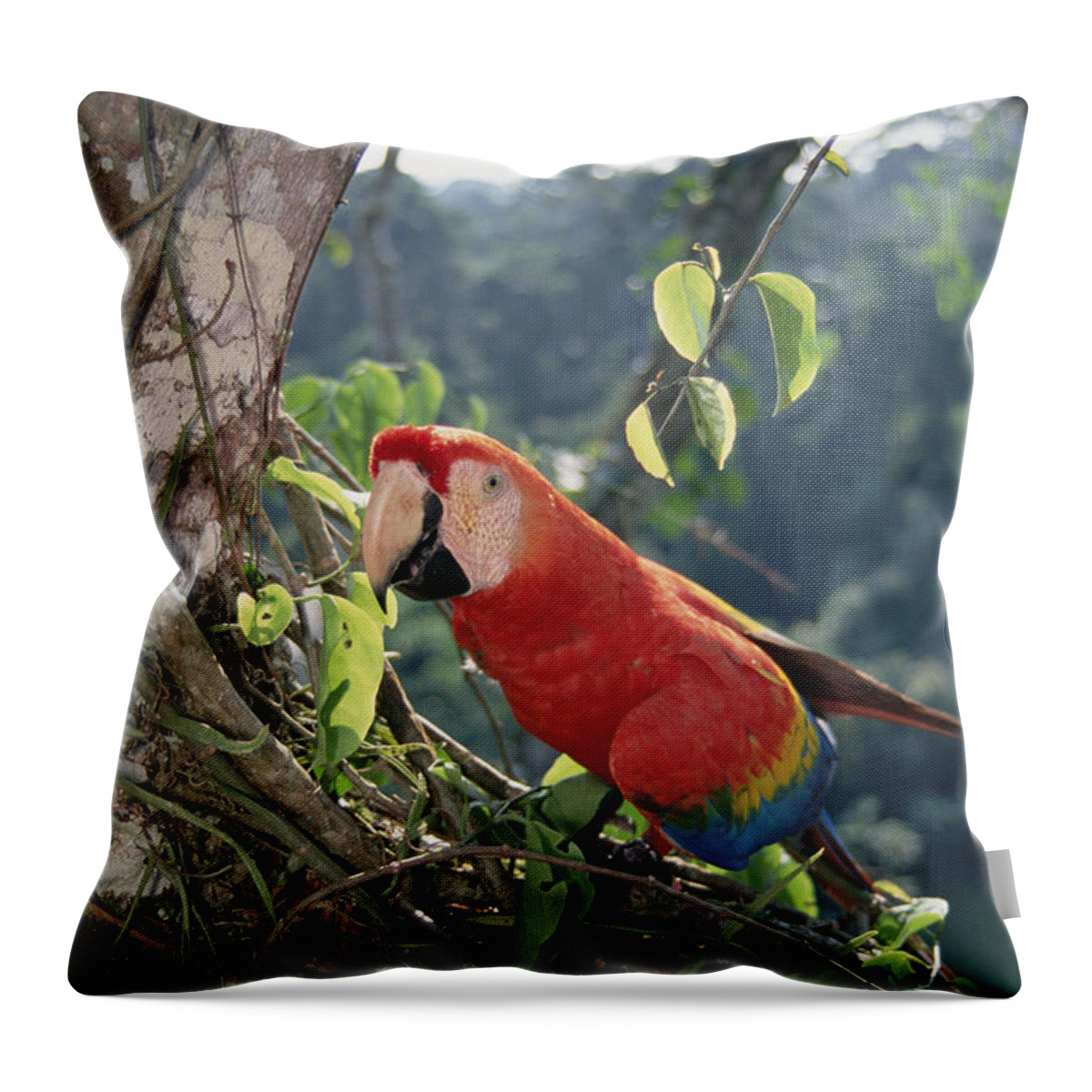 Feb0514 Throw Pillow featuring the photograph Scarlet Macaw In Rainforest Canopy by Tui De Roy